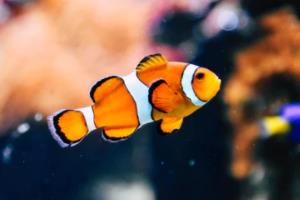 当代足球精英迎战，荣誉由过来经验带来